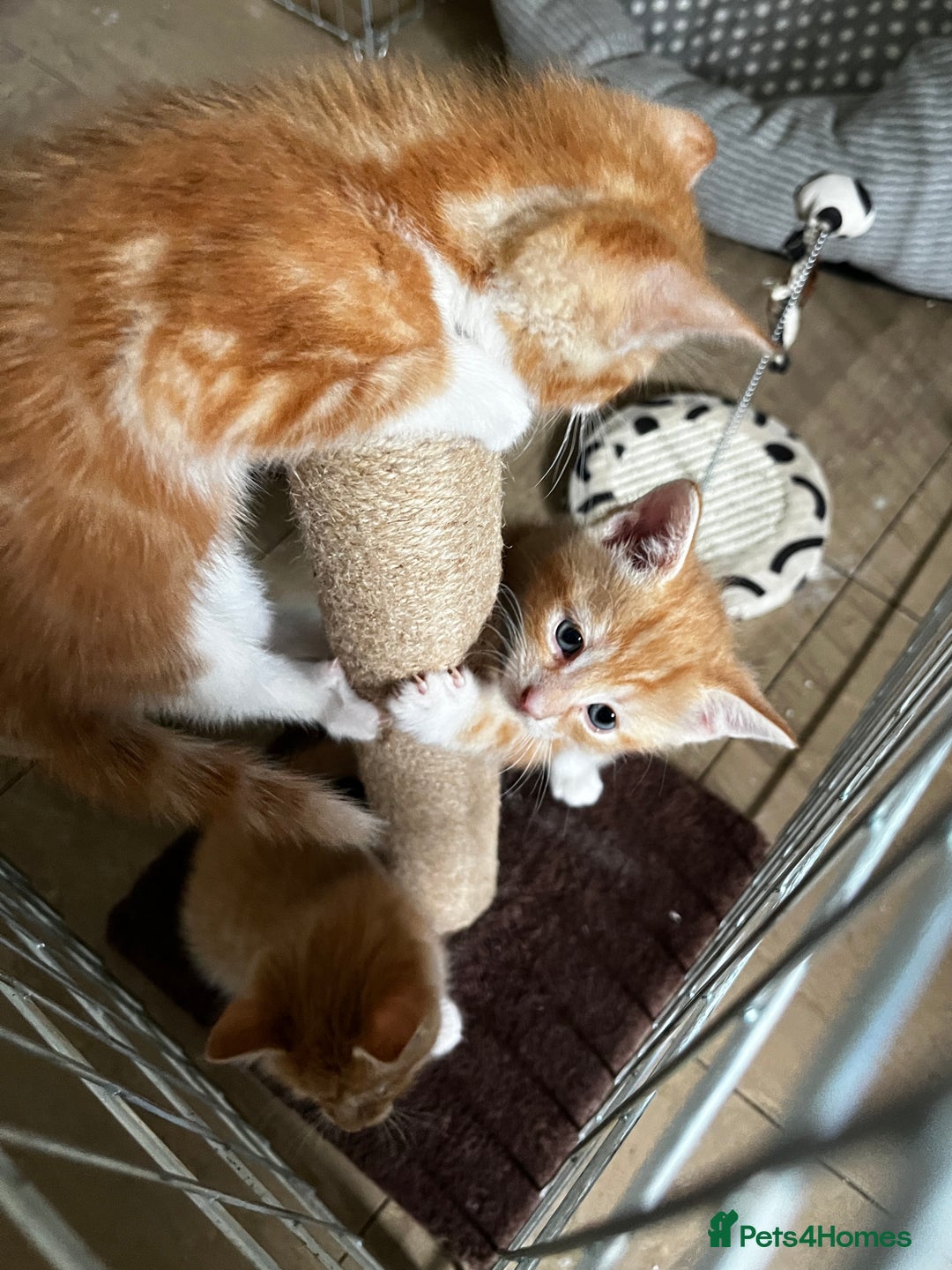 Mixed Breed cats for sale: 3 ginger kittens 🐈 - Image 9