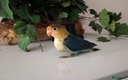 Lovebirds birds for sale: Handfed - tame lovebird babies - Image 1