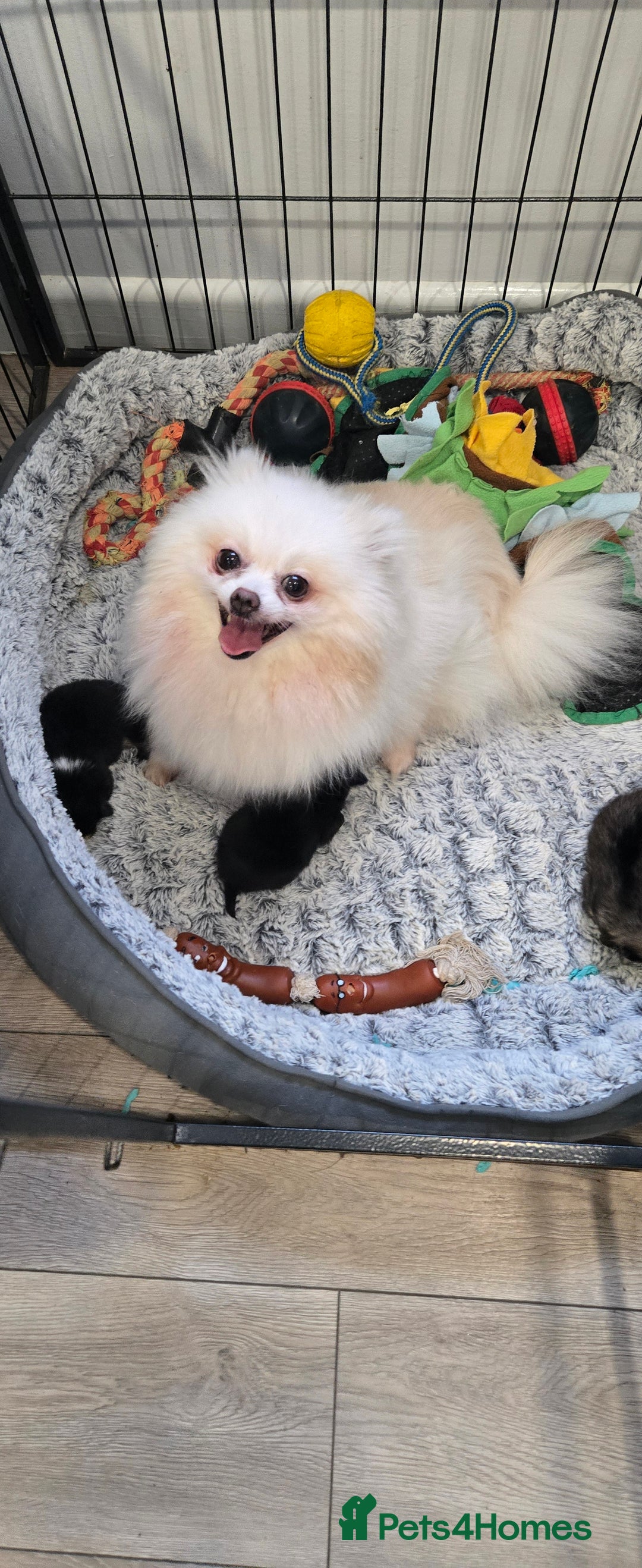 Pomeranian dogs for sale: Pretty Pomeranians  - Advert 21