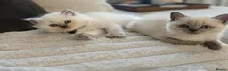 British Shorthair cats for sale: Rare colours British Kittens, ready soon.  - Advert 4