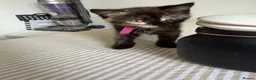 Mixed Breed cats for sale: Kittens 🐱  - Advert 7