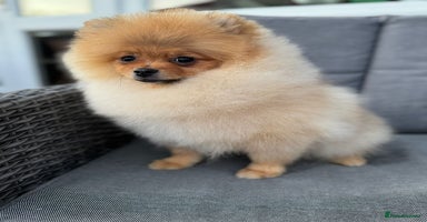 Pomeranian dogs - Advert 2