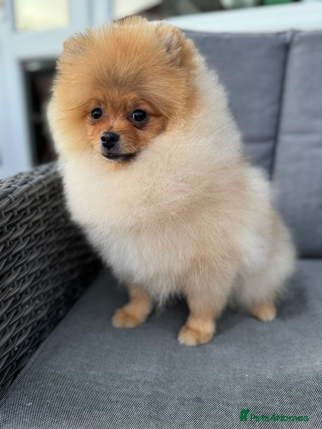 Pomeranian dogs for sale: Pomeranian boy - Image 2