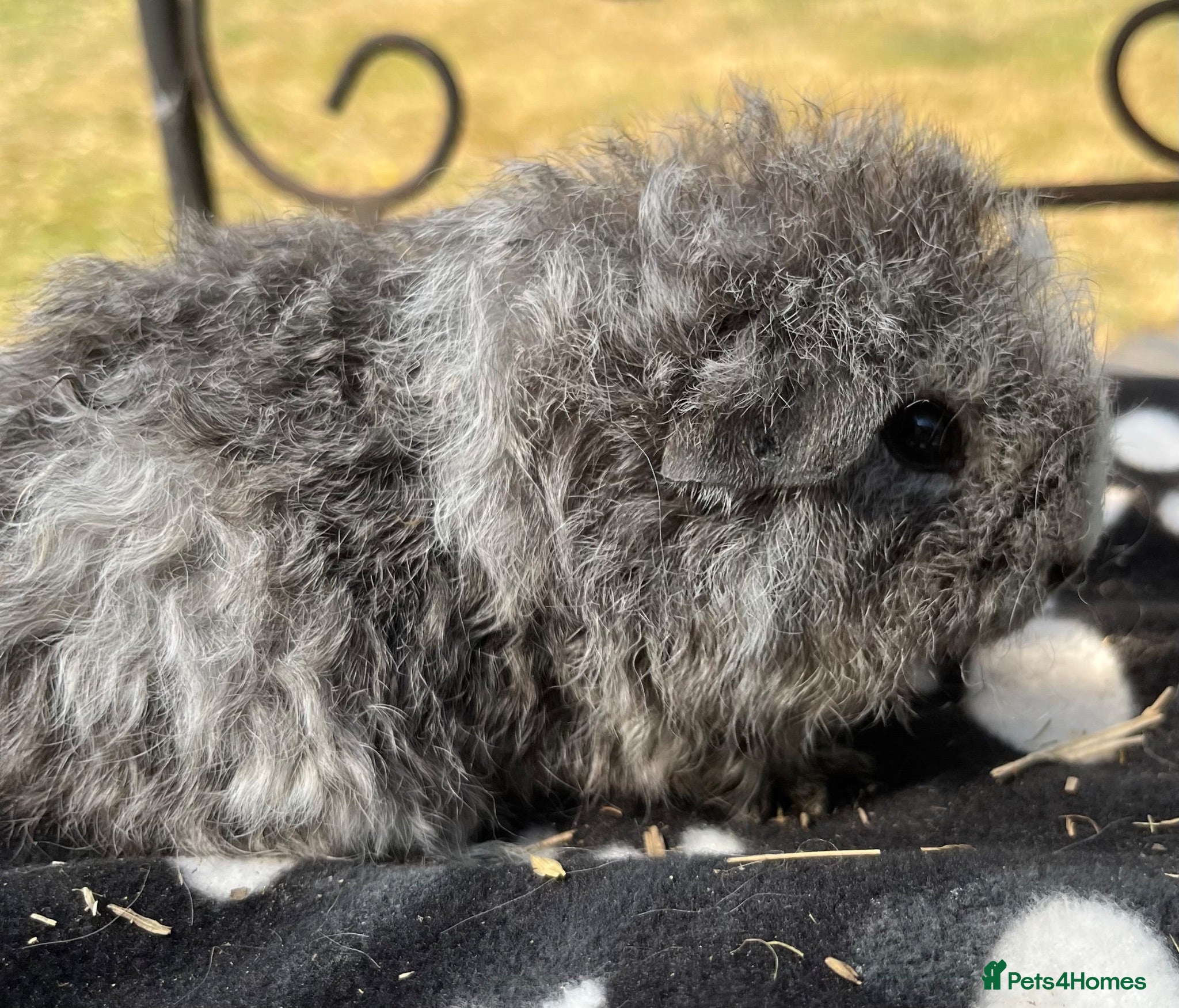 Guinea Pig rodents Guniea pigs - Advert 17