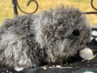Guinea Pig rodents Guniea pigs - Advert 1