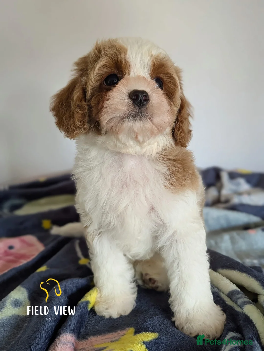 Cavapoo dogs for sale: F1 Cavapoo puppies, highly health tested parents  - Advert 1