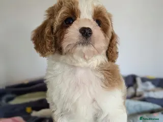 Cavapoo dogs F1 Cavapoo puppies - Advert 15