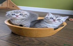 Scottish Fold cats for sale: TICA Reg. Pedigree Scottish Fold/Straight kittens  - Image 3