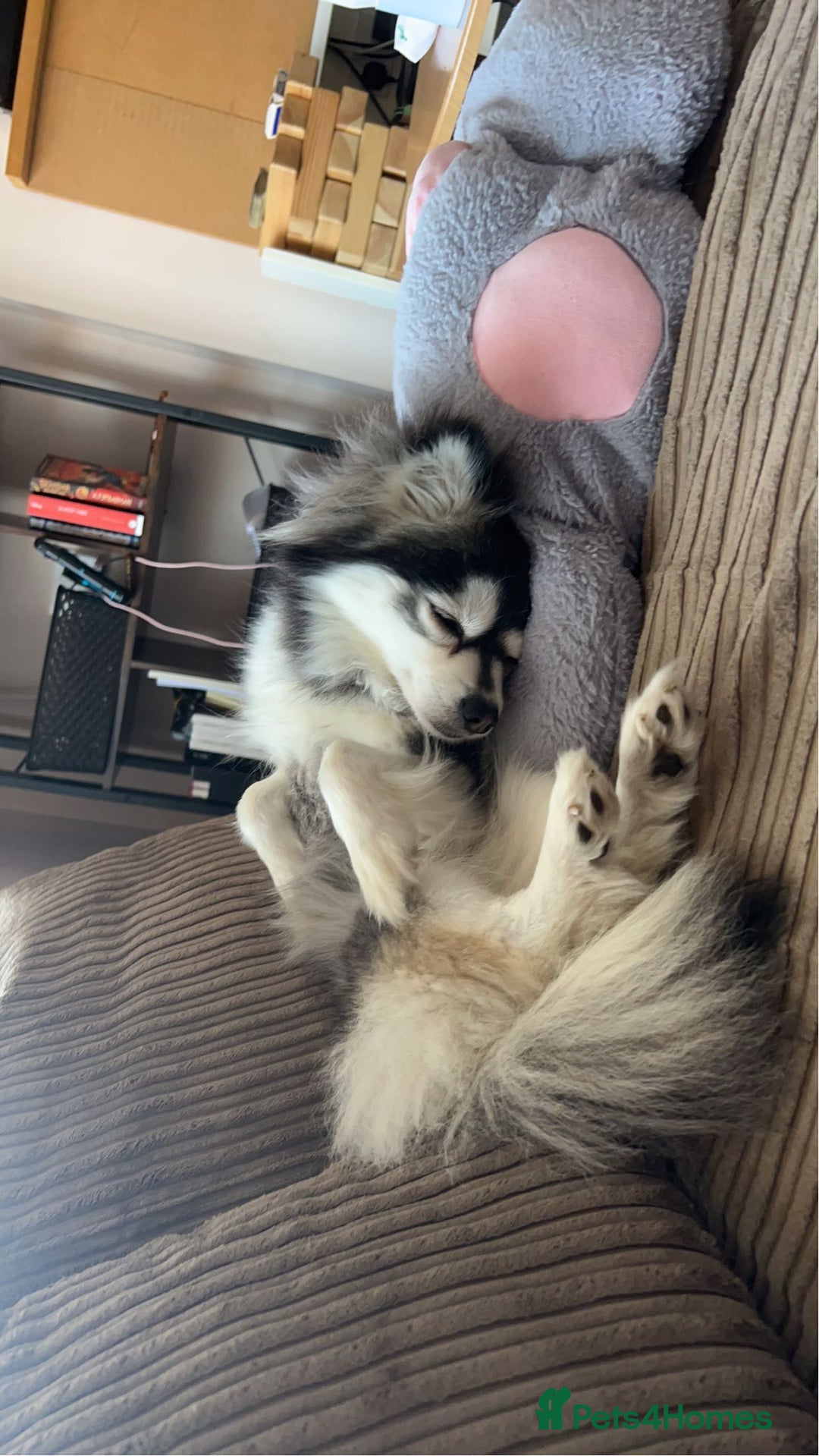 Pomsky dogs for sale: 3 Pomsky Adults  - Image 6