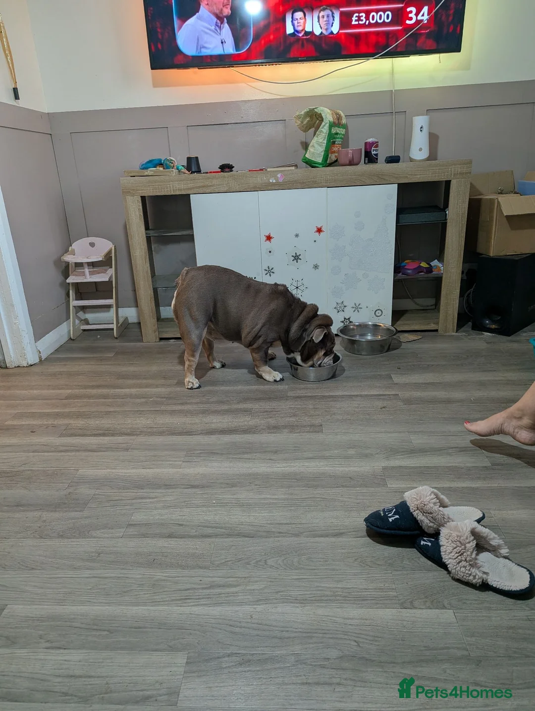 English Bulldog dogs for sale: English bulldog  - Advert 5