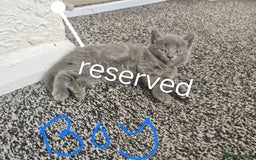 Mixed Breed cats for sale: 5 adrobale kittens  - Image 6