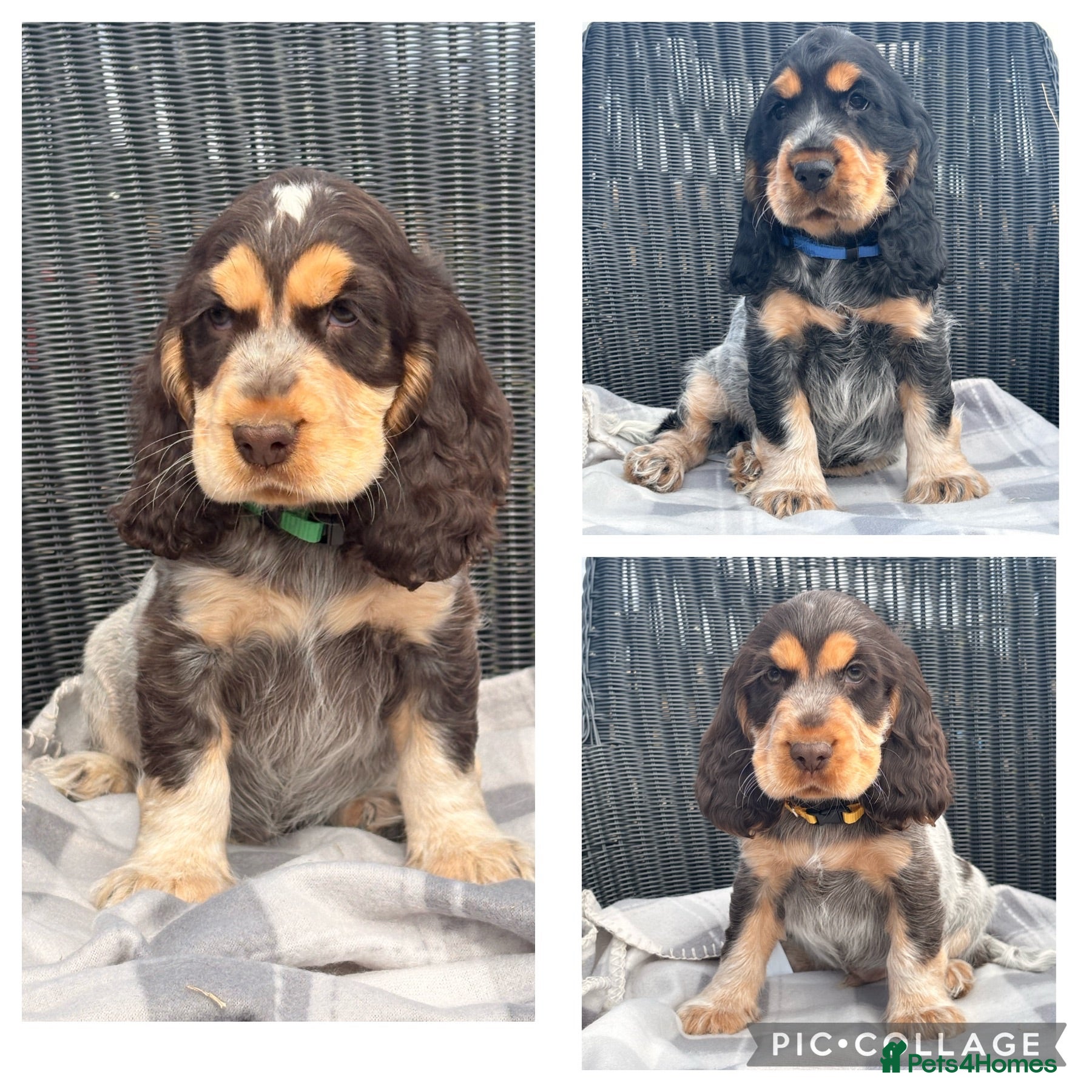 Cocker Spaniel dogs KC Registered Show type Cocker Spaniel DNA Tested - Advert 1