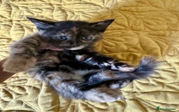 British Shorthair cats for sale: Pure British Shorthair Kittens Ready Now! - Image 10