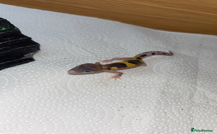 Gecko reptiles - Advert 10