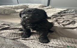 Mixed Breed dogs for sale: HEALTH TESTED STANDARD SIZE BERNEDOODLE  - Image 3