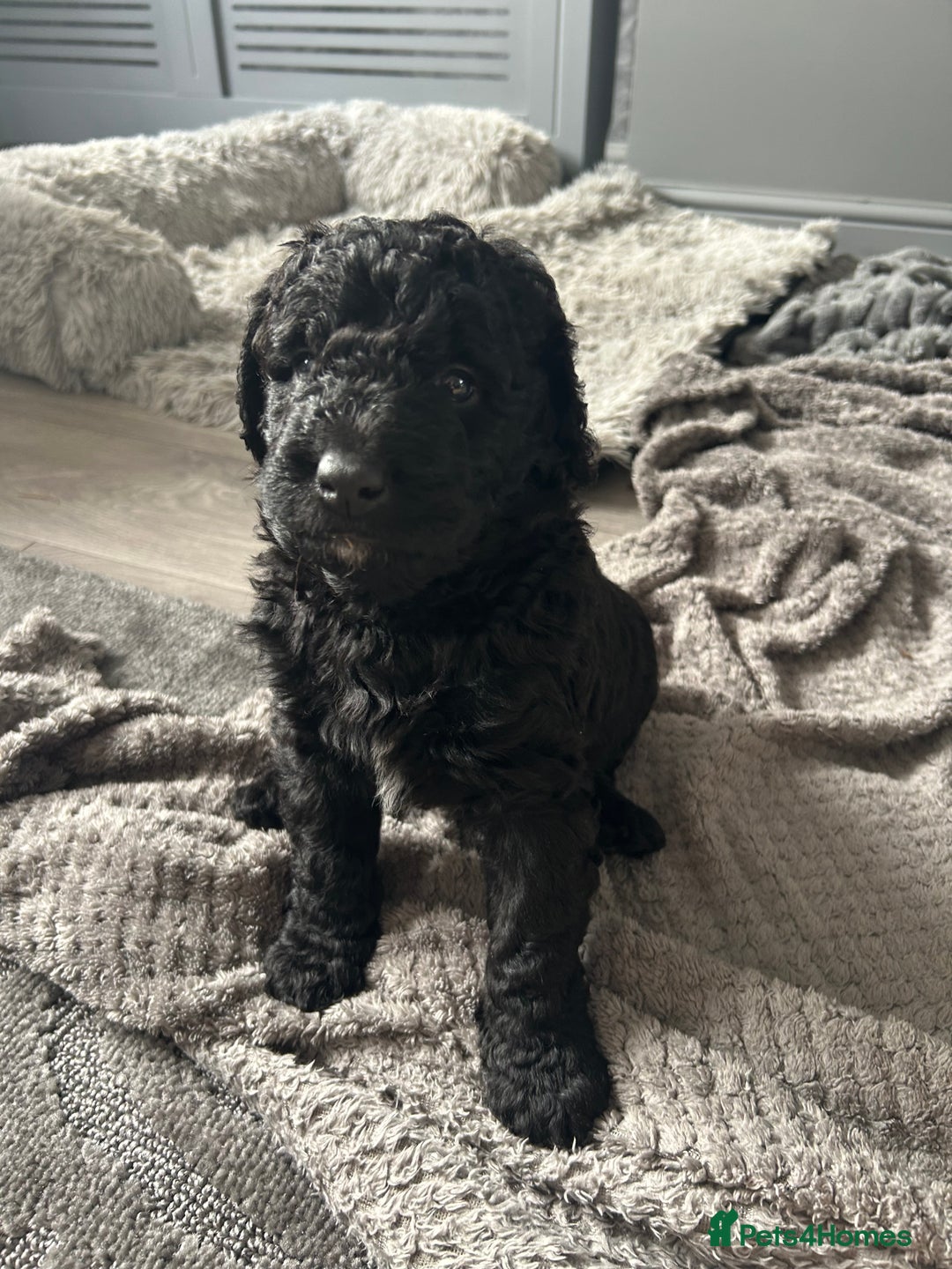Mixed Breed dogs for sale: HEALTH TESTED STANDARD SIZE BERNEDOODLE  - Image 3