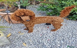 Miniature Poodle dogs for stud: Available for stud duties in Sheffield - Image 2