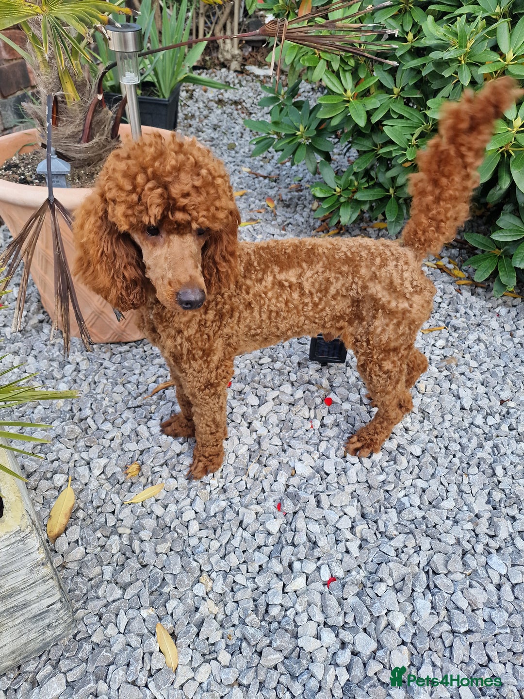 Miniature Poodle dogs for stud: Available for stud duties in Sheffield - Image 2