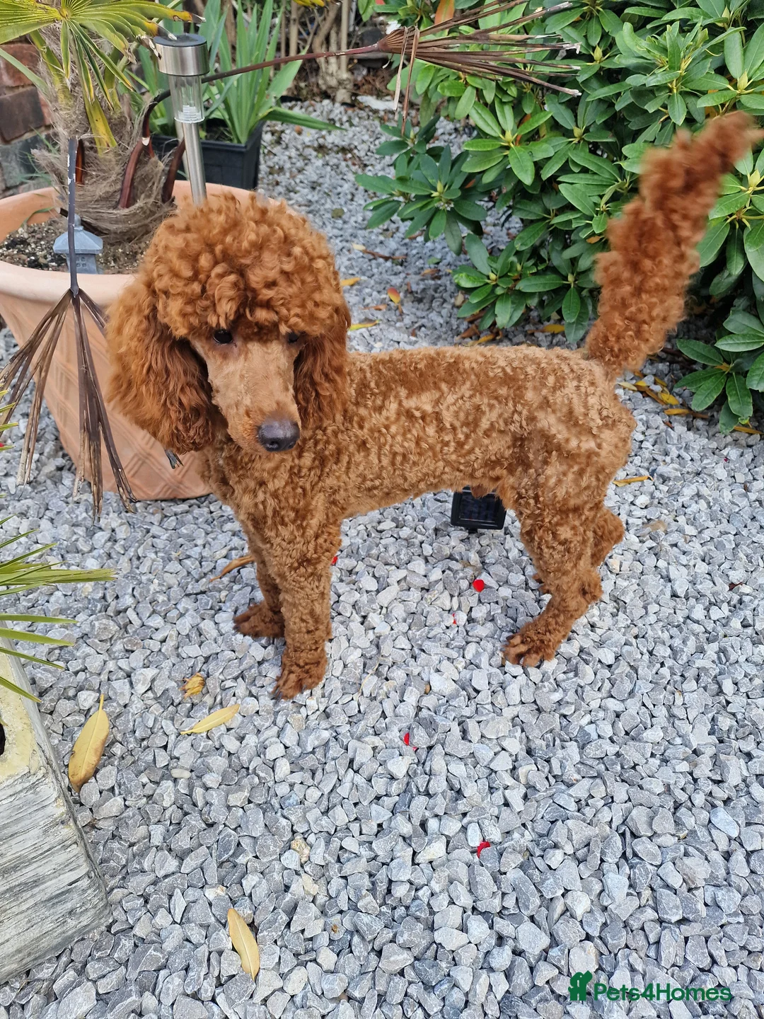 Miniature Poodle dogs for stud: Available for stud duties in Sheffield - Advert 2