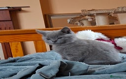 British Shorthair cats for sale: British Blue Short-hair 4 kittens for sale  - Image 24