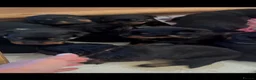 Rottweiler dogs for sale: Stunning litter of Rottweiler babies  - Advert 23