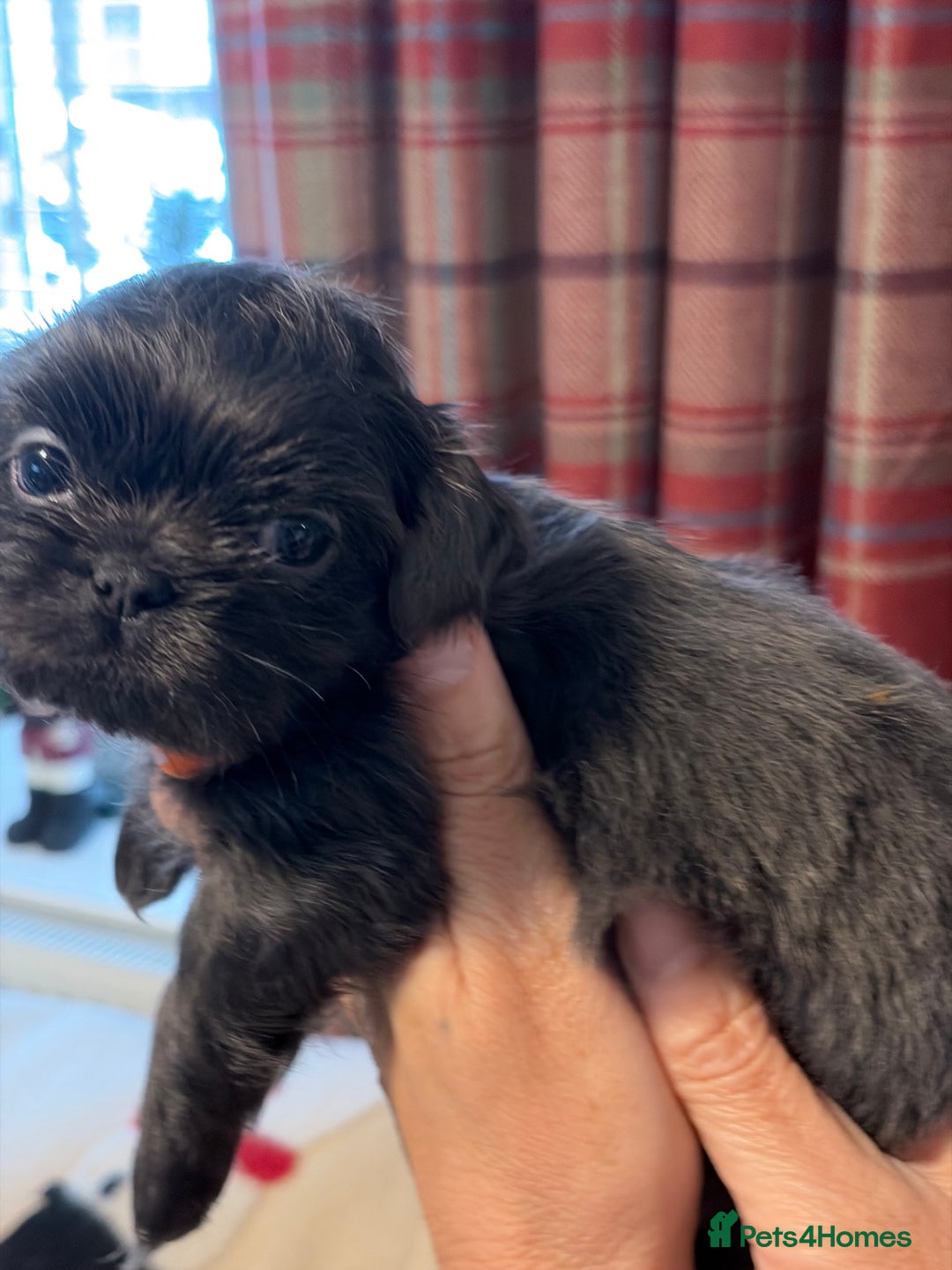 Shih Tzu dogs for sale: Imperial Shih Tzu  - Advert 13