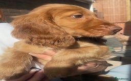 Cocker Spaniel dogs for sale: 1 Simply gorgeous Male Cocker Spaniel left 🐶⭐️🐶 - Image 16