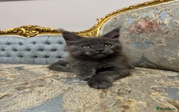 Maine Coon cats for sale: XXL Russian bloodline Maine Coon Kittens 20+Gen!🏆 - Image 24
