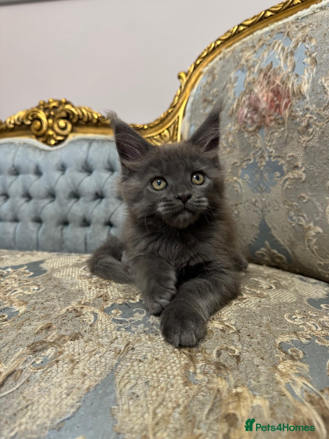 Maine Coon cats for sale: XXL Russian bloodline Maine Coon Kittens 20+Gen!🏆 - Image 24