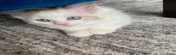Ragdoll cats for sale: 4 TICA Registered Ragdoll girls available - Advert 14