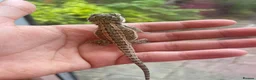 Bearded Dragon reptiles for sale: Super friendly bearded dragons - Advert 8