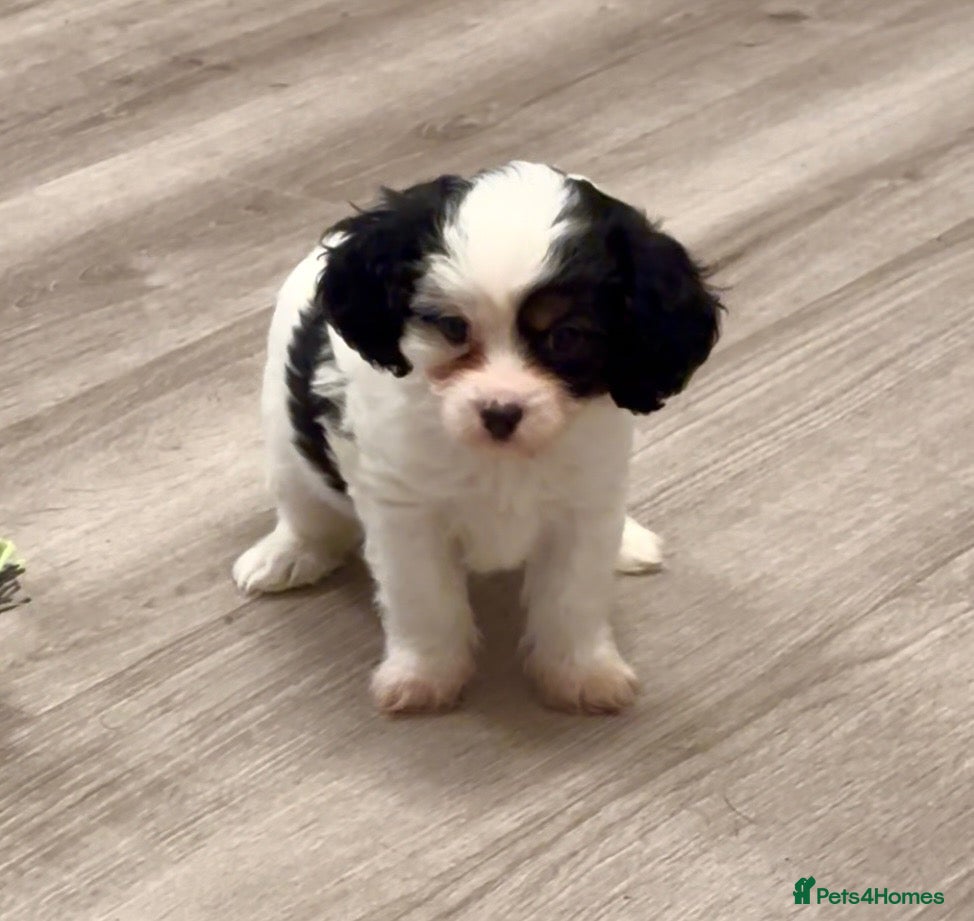 Cavapoo dogs for sale: Cavapoo babies Tri colour Heakth tested Parents  - Advert 15