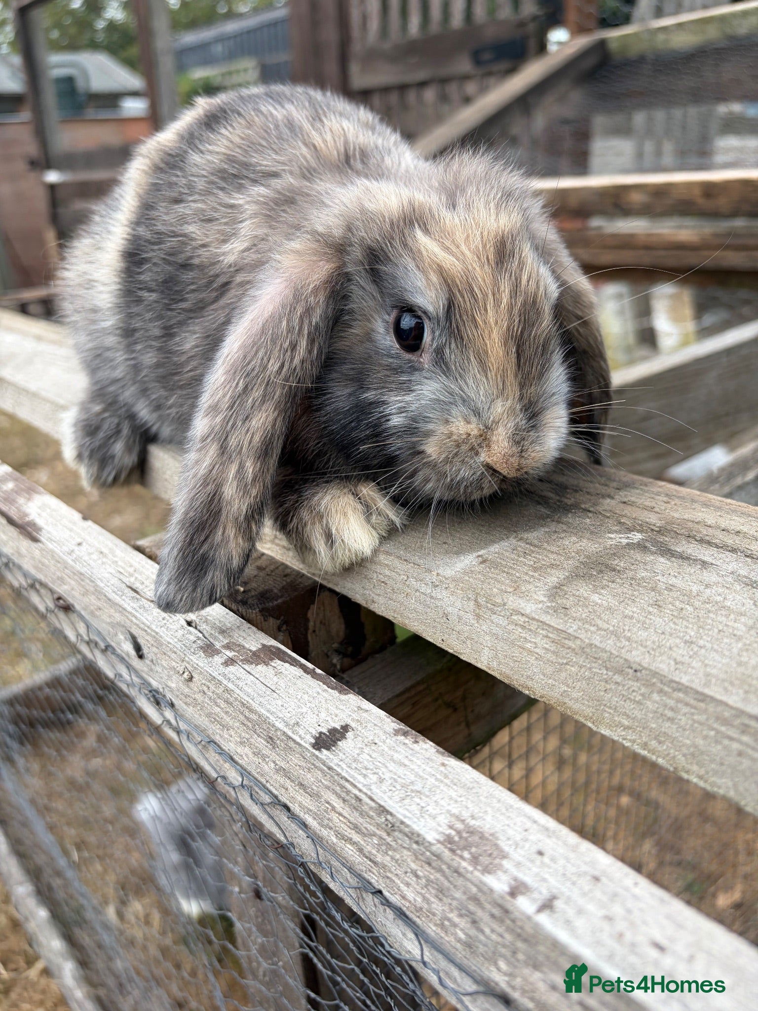 Mini Lop rabbits 3 beautiful mini lops  - Advert 6