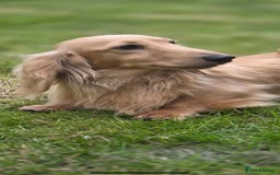 Miniature Dachshund dogs for stud: Kc reg miniature dachshunds for stud  - Image 13