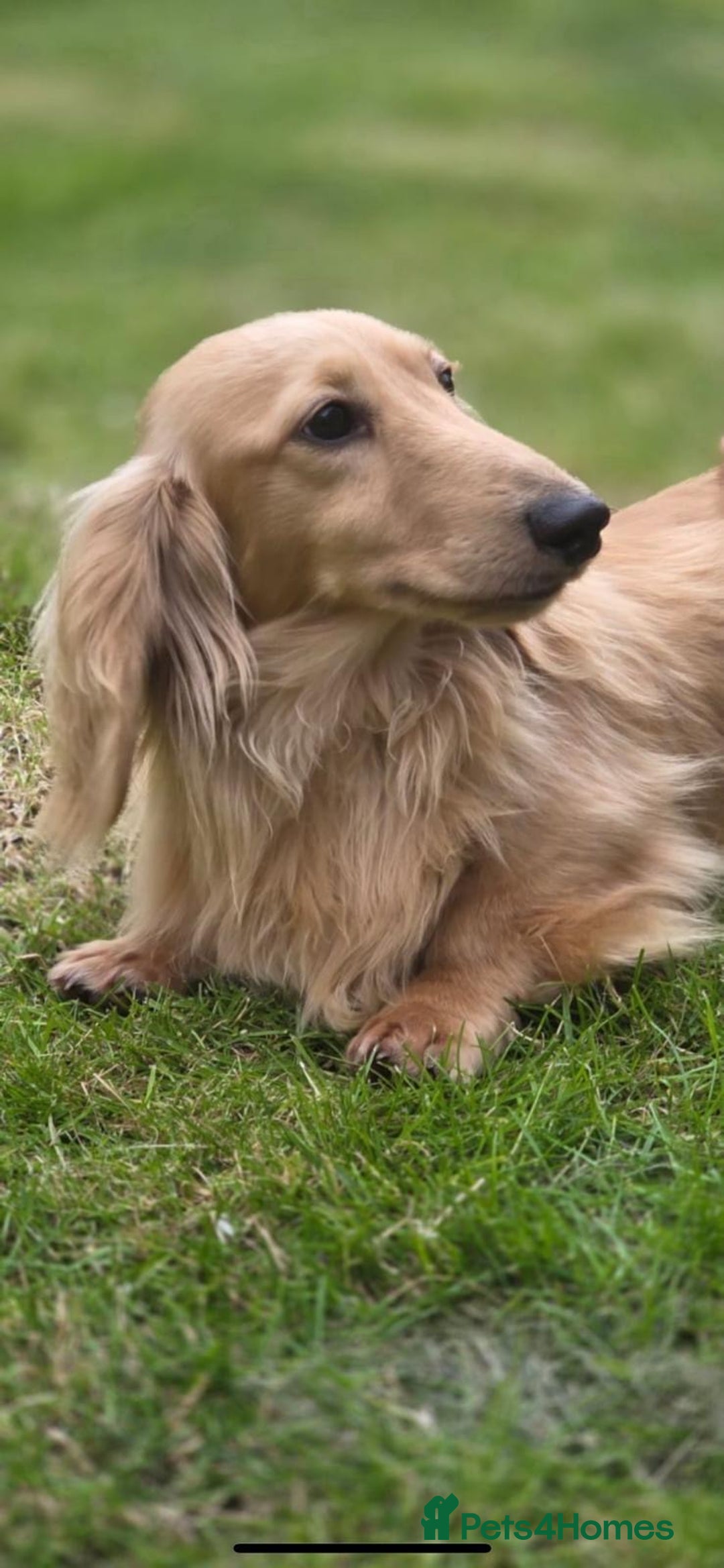 Miniature Dachshund dogs for stud: Kc reg miniature dachshunds for stud  - Image 13