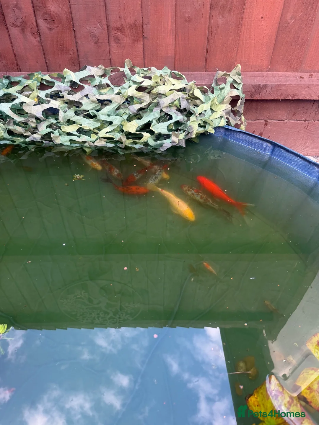 Pond Fish fish for sale: An array of different fan tail and gold fish  in Cambridge - Advert 1