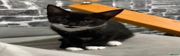 British Shorthair cats for adoption: 💔 RESCUE CRISIS KITTENS 💔 - Advert 3
