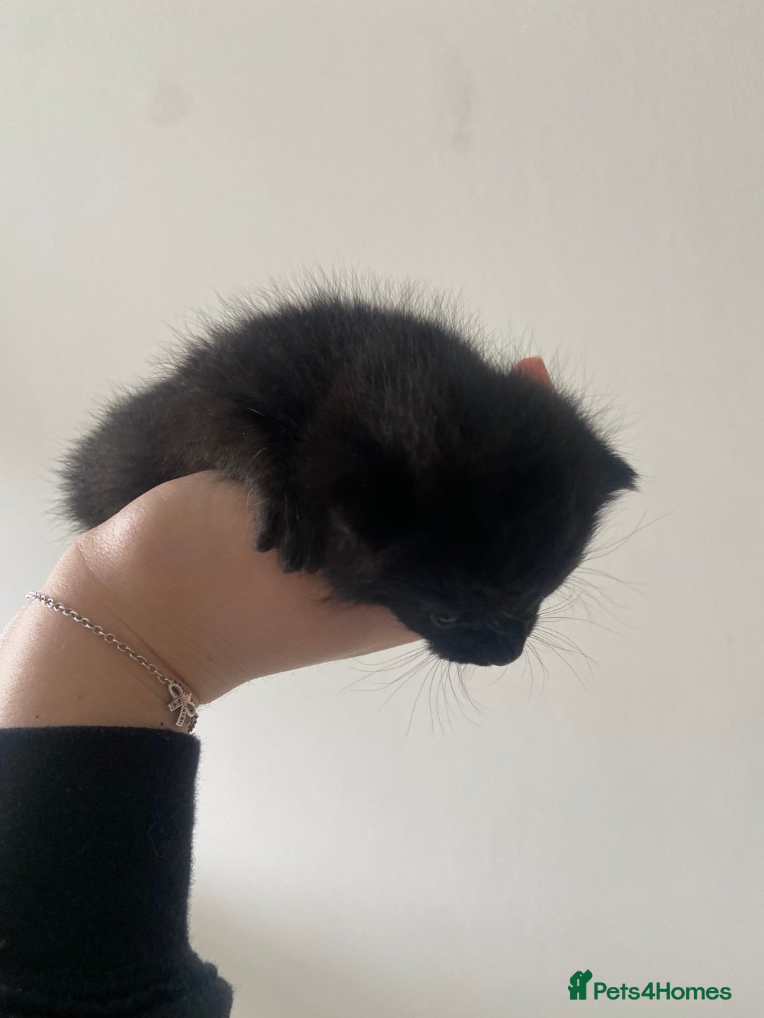 Russian Blue cats for sale: Mixed Russian blue kittens - Image 4
