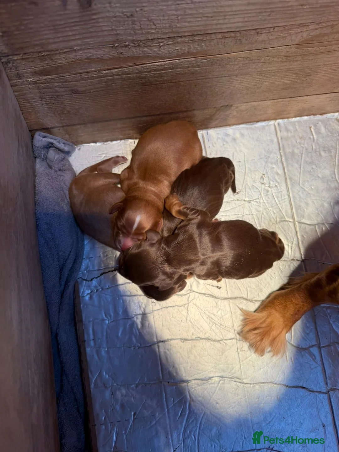 Cocker Spaniel dogs for sale: Quality KC Working Cocker Spaniel Puppies - Advert 2