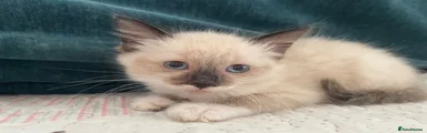 Elsa