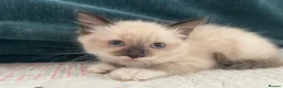 Siamese cats for sale: Siamese x Maine coon kittens - Advert 5