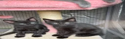 Mixed Breed cats for sale: Persian x Siamese kittens READY TO LEAVE  in Crickhowell - Advert 2