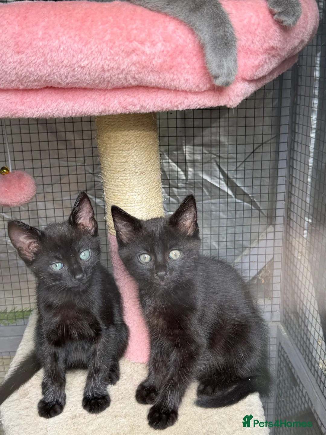 Mixed Breed cats for sale: Persian x Siamese kittens READY TO LEAVE  in Crickhowell - Advert 2