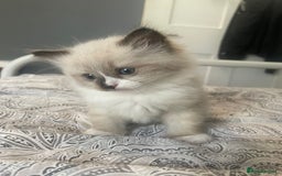Ragdoll cats for sale: Beautiful Ragdoll kittens  - Image 10