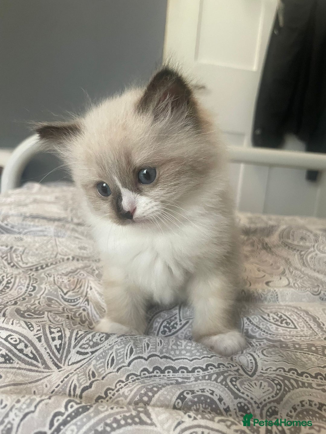 Ragdoll cats for sale: Beautiful Ragdoll kittens  - Image 10