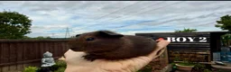 Guinea Pig rodents for sale: Baby Guinea Pigs - Advert 7