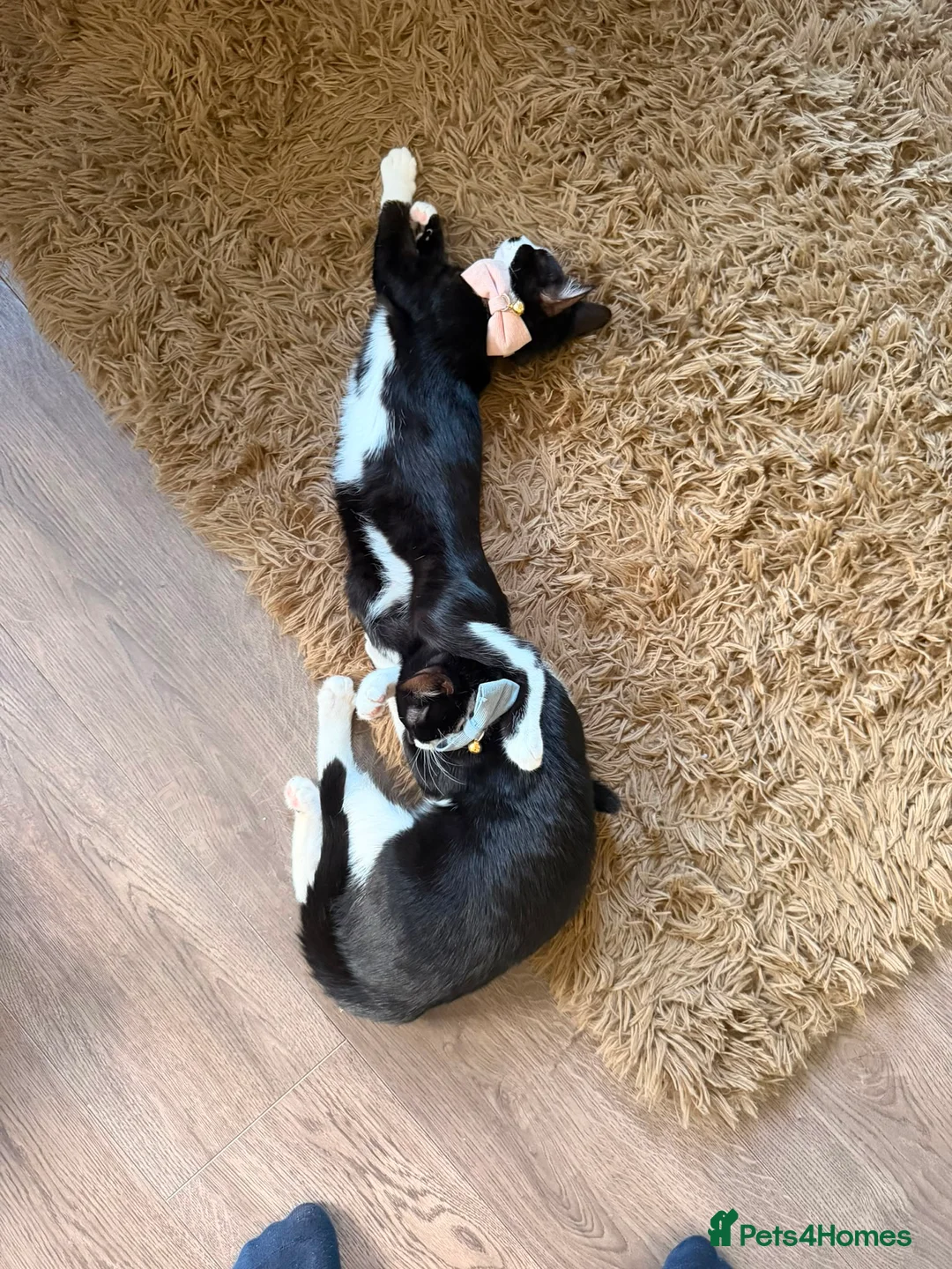 Ragdoll cats for sale: Male and female ragdoll mix kittens - Advert 1