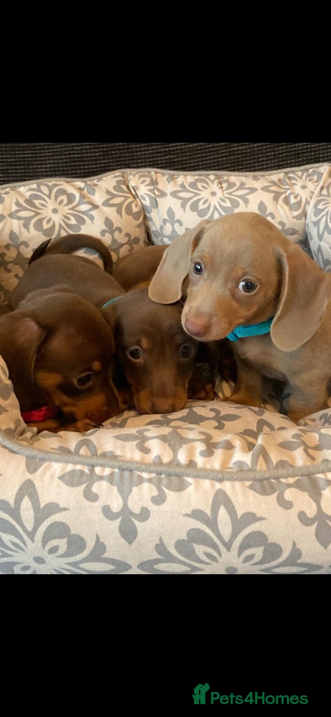 Miniature Dachshund dogs for sale: Mini dachshund  - Image 4