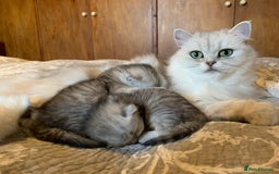 Persian cats for sale: Doll faced Persian kittens - Image 4