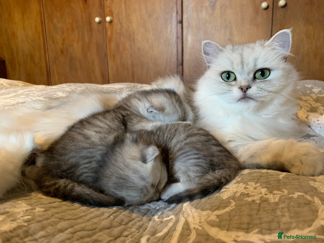 Persian cats for sale: Doll faced Persian kittens - Image 4